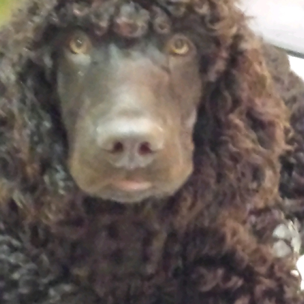 Meet your Posher, Toni